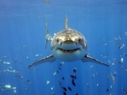 Ученые объяснили, с чем связано снижение атак акул на людей в Калифорнии