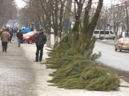 В Павлограде цены на елки кусаются