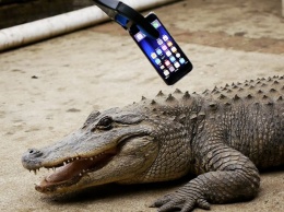 Безумный американец проверил iPhone 7 на прочность, засунув его в пасть аллигатору [видео]