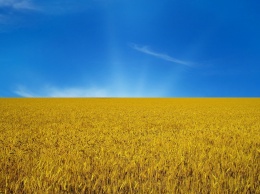 Назван крупнейший импортер украинской пшеницы