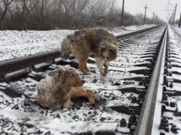 На Закарпатье пес двое суток охранял раненую подругу на рельсах