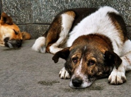 Власти Геническа намерены избавиться от большей части бродячих собак