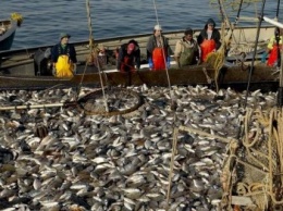 В Крыму за два года выросло в три раза число легальных рыбодобытчиков