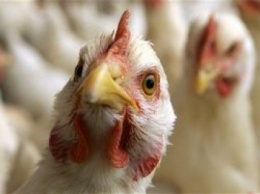 Фермерам Херсонщины не торопятся возмещать убытки из-за птичьего гриппа