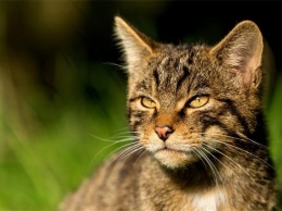 В Австралии за 5 лет намерены уничтожить 2 млн кошек