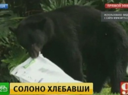 Дикий медведь уснул во дворе жилого дома, объевшись собачьего корма (ВИДЕО)