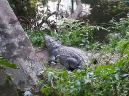 Новогоднее селфи. Француженка отдала свою ногу за удачный снимок с крокодилом в Тайланде