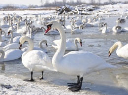 В Черновицкой обл. выясняют причину гибели 21 лебедя на одном из озер