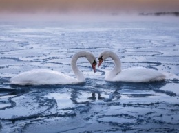 В Крыму из ледяного плена спасли двух лебедей (ФОТО)