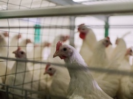 Специалисты отметили угрозу вспышки птичьего гриппа в Крыму