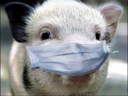 Николаевская область за полгода так и не справилась с африканской чумой свиней
