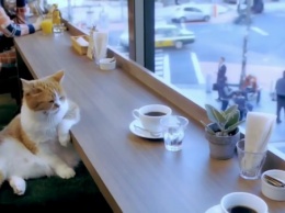 В Туле откроется первое кафе с услугой кототерапии «Кошки в окошке»