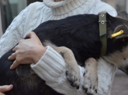 В Доброполье хотят запустить программу по стерилизации бездомных животных