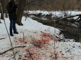 Убийство оленей в полтавском заповеднике: проверят егерей