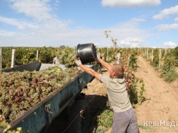 Безработных Новокузнецка зовут работать на виноградниках Крыма