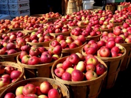 В Украине соберут рекордный урожай яблок