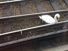 Птицы на работу не спешат. В Лондоне лебедь вышел на рельсы и остановил движение поезда