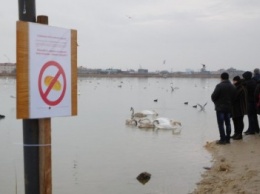 На "лебедином" озере под Евпаторией установили таблички с просьбой не кормить птиц хлебом (ФОТО)