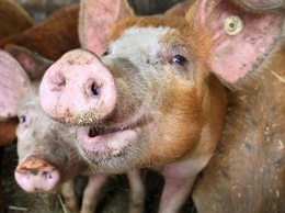 В России истребили более 230 тысяч свиней