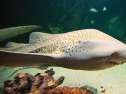 В Австралии зарегистрировали случай "непорочного зачатия" у самки акулы