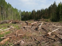Админсуд отменил решение Херсонского облсовета об установлении моратория на вырубку лесов