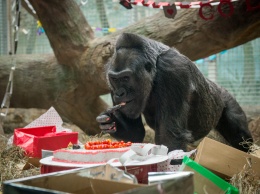 Умерла горилла-рекордсменка по продолжительности жизни