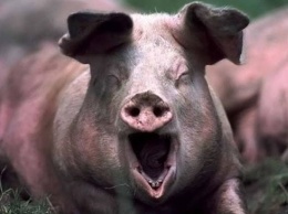 На киевском агрокомбинате зафиксирована африканская чума свиней