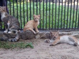 В Новосибирске домашняя кошка выкормила рысь