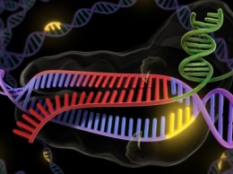 Ученые изменили T-клетки с помощью генетической методики CRISPR