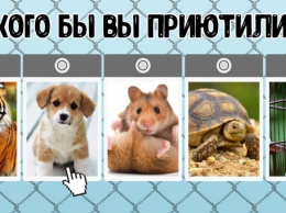 Тест: какое животное вы бы приютили? Ответ расскажет о вашем состоянии!