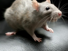 В США зафиксирована вспышка редкостного крысиного вируса