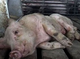 В Славянске официально подтвердили случай африканской чумы свиней. Обращение к жителям