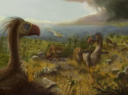 Ученые вычислили «убийц» древних гигантских животных в Австралии