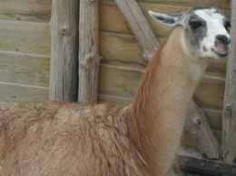 В запорожском зоопарке родилась любопытная лама (Видео)