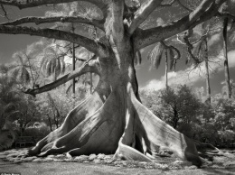 Магия самых древних деревьев мира: 10 невероятных фото
