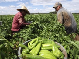 «Фермерские хозяйства в текущем виде не спасут, а погубят планету»: фермер о перспективах органической пищи