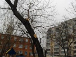 Депутаты предлагают наложить запрет на обрезку деревьев (ФОТО,ВИДЕО)