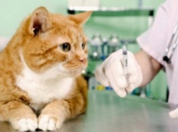 Госпродпотребслужба Доброполья: как распознать гельминтоз у домашних животных
