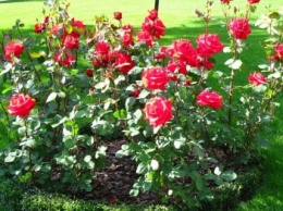 В Сумах на клумбах высадят 3 000 кустов роз