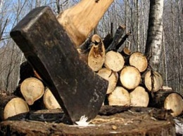 Катастрофические темпы: объемы вырубки деревьев в Николаеве увеличились втрое