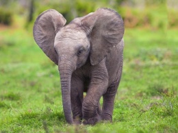 Африканский слоненок прославился после того, как поиграл с ласточками (ВИДЕО)