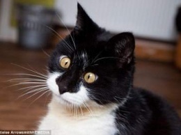 Обнародованы фотографии кота с необычным косоглазием