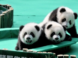 Хит сети: панды-тройняшки отметили свой первый день рождения (ВИДЕО)