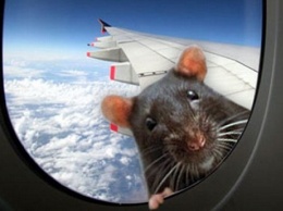 Из-за крысы на борту, самолет вынужден был вернуться в аэропорт