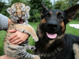 Брошенного мамой тигренка растят собаки (ФОТО)