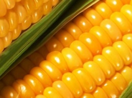 Monsanto покупает у "Эридона" завод по производству семян кукурузы в Житомирской области