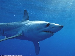 «Энерджайзер Банни»: акула мако установила новый рекорд скорости