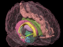 Ученые нашли в мозгу баланс между ускорением и торможением тела человека