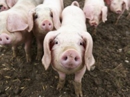 В Днепропетровской области усилили контроль за поголовьем свиней