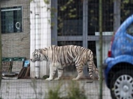 Бенгальский тигр сбежал из бродячего цирка в Италии